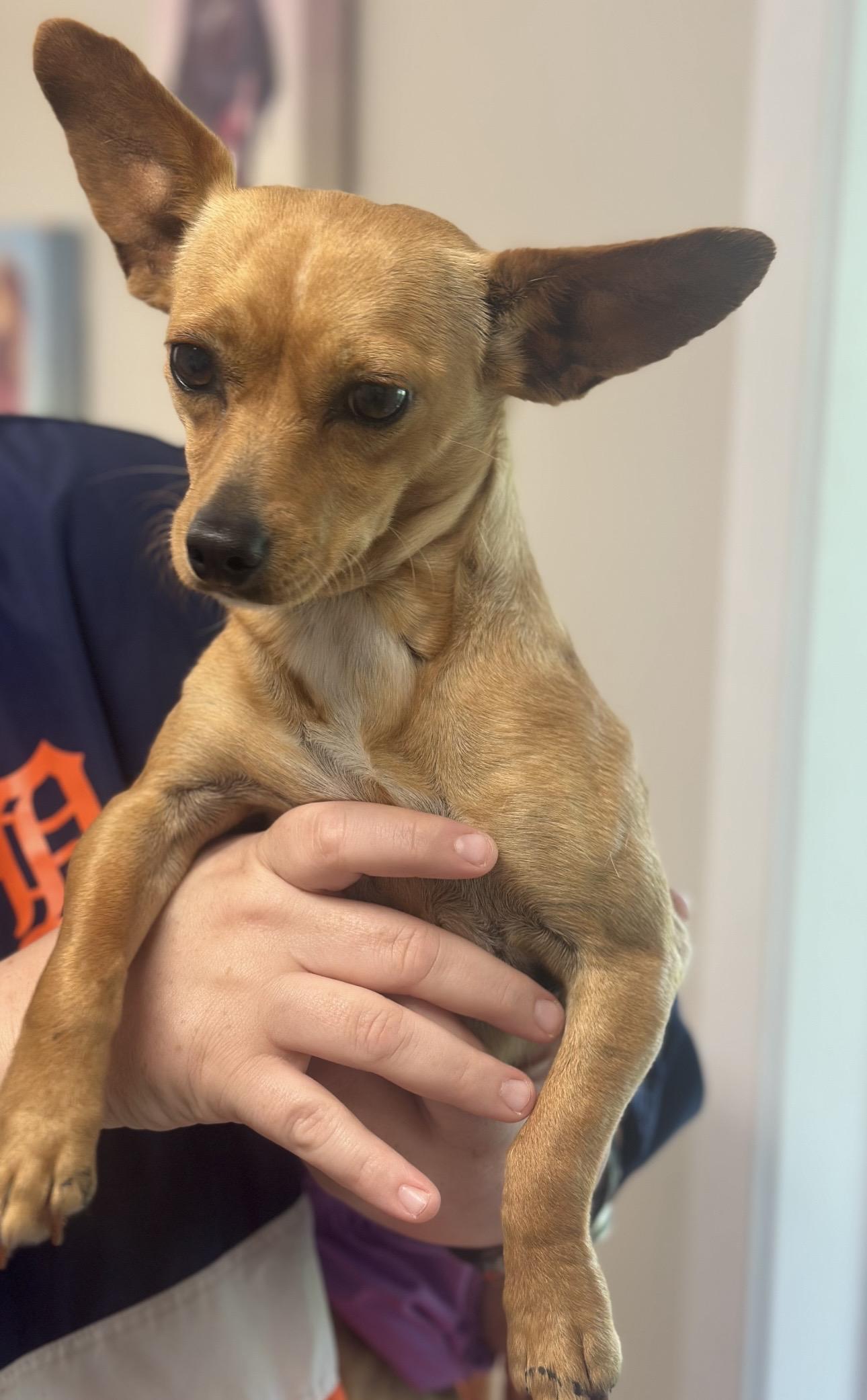 Susie, Adoptable, Adult Female Chihuahua.