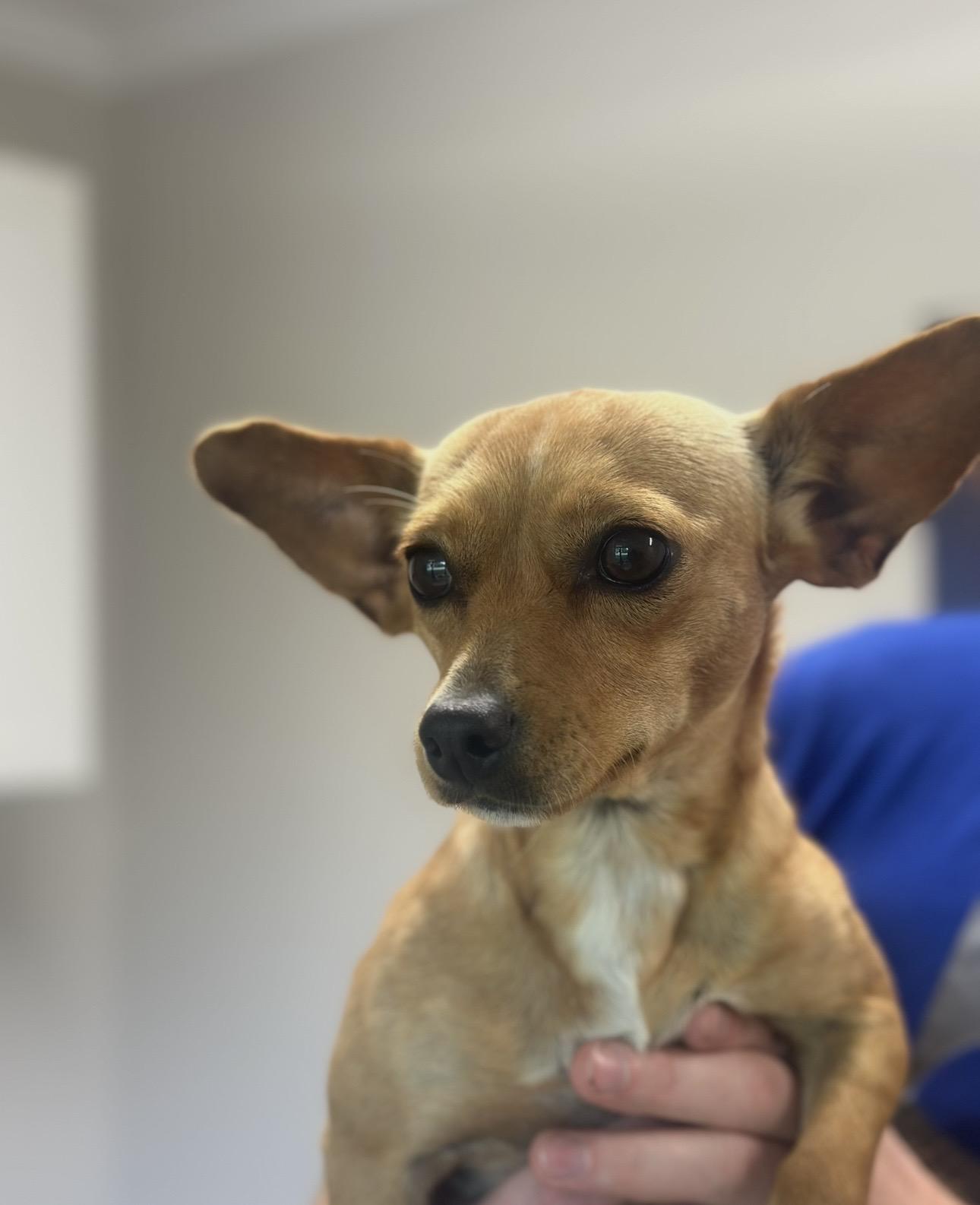 Enlarge Susie, a Adoptable Chihuahua in Covington, TN image 2/3