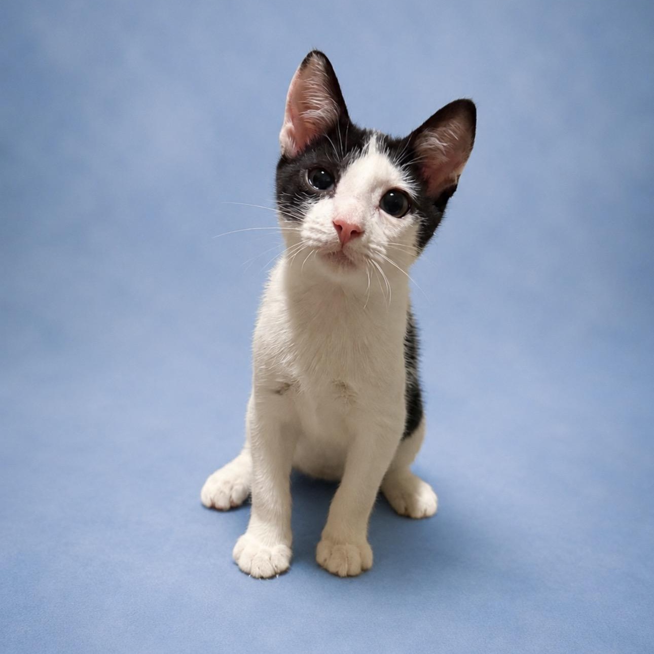 Craig, adoptable, Young Male Domestic Short Hair.