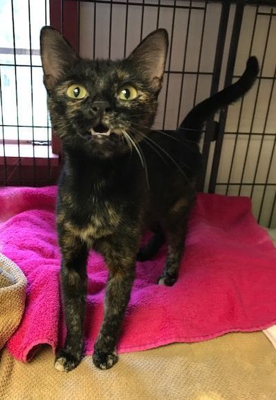 Annabelle, Adoptable, Adult Female Tortoiseshell.