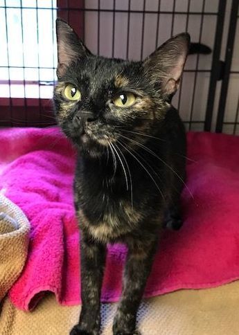 Enlarge Annabelle, a Adoptable Tortoiseshell in Porter, TX image 2/4