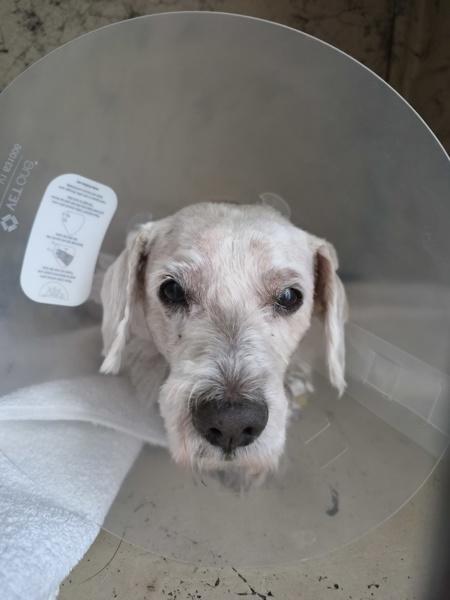 Enlarge Opaleen, a Adoptable mixed breed in San Diego, CA image 1/1