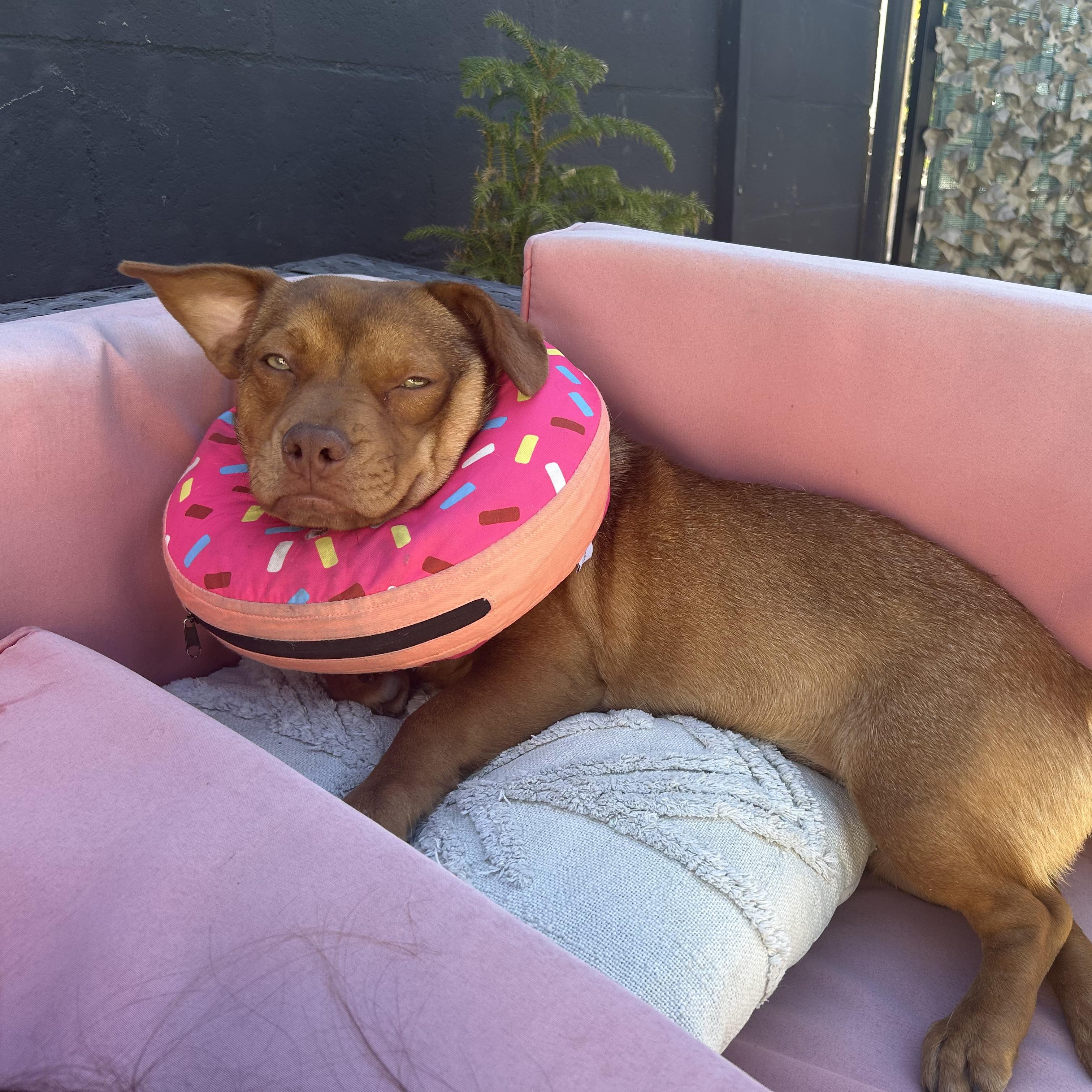 Enlarge Hoagie, an adopted mixed breed in Sun Valley, CA image 4/5