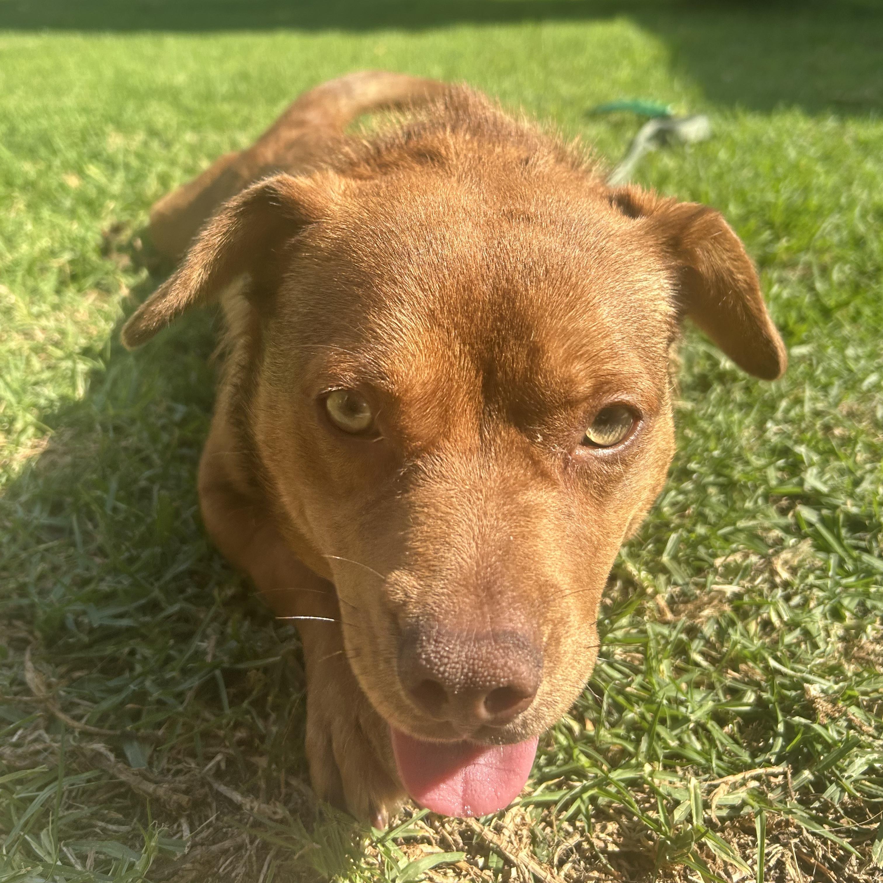 Enlarge Hoagie, an adopted mixed breed in Sun Valley, CA image 1/5