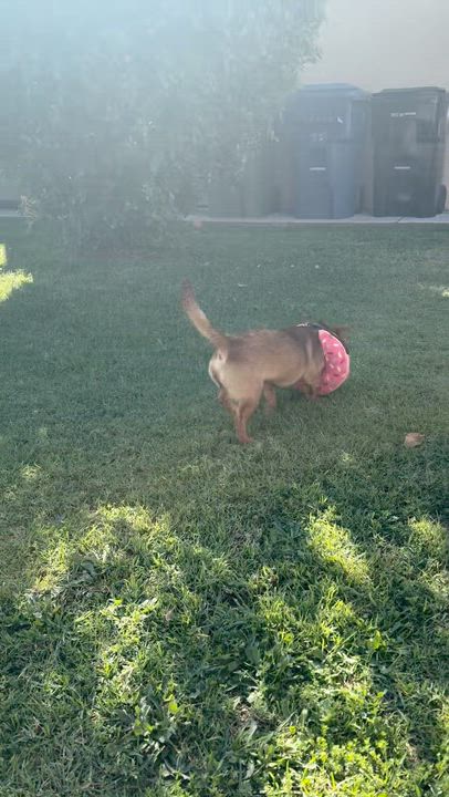 Enlarge Hoagie, an adopted mixed breed in Sun Valley, CA video 3/5