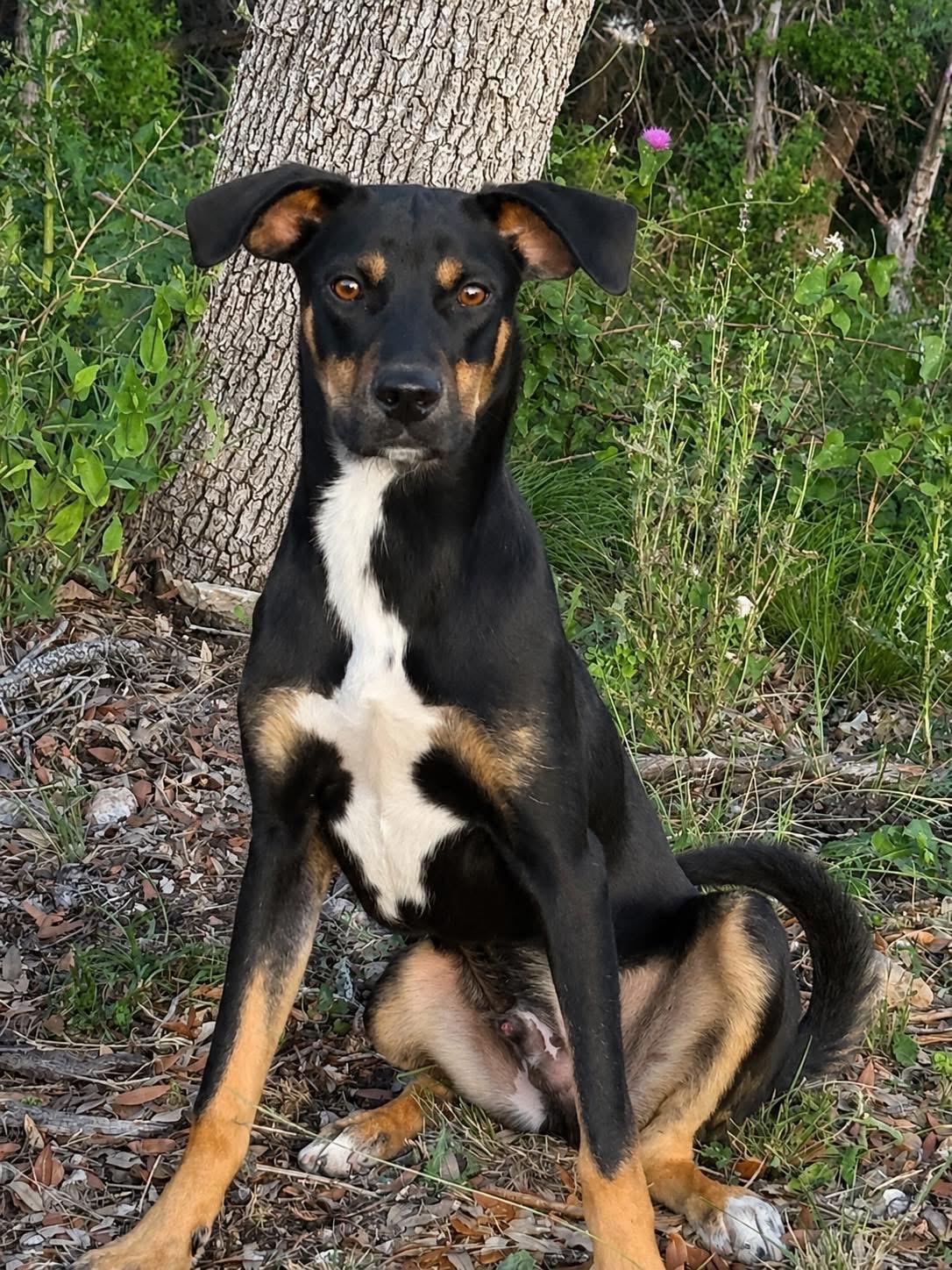 Enlarge Oakley-I've grown up here at the rescue, a Adoptable mixed breed in San Antonio, TX image 3/6
