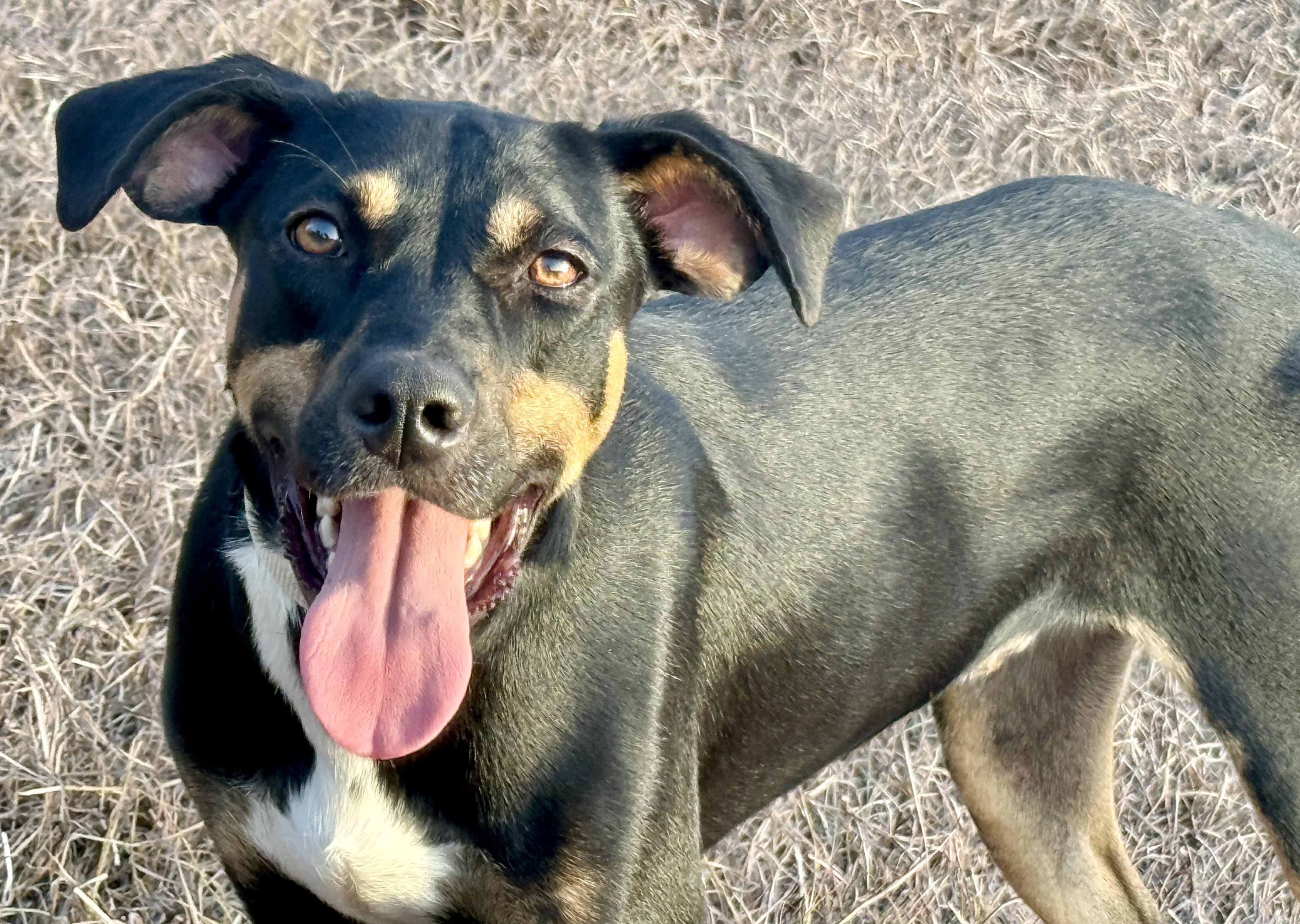 Enlarge Oakley-I've grown up here at the rescue, a Adoptable mixed breed in San Antonio, TX image 1/6