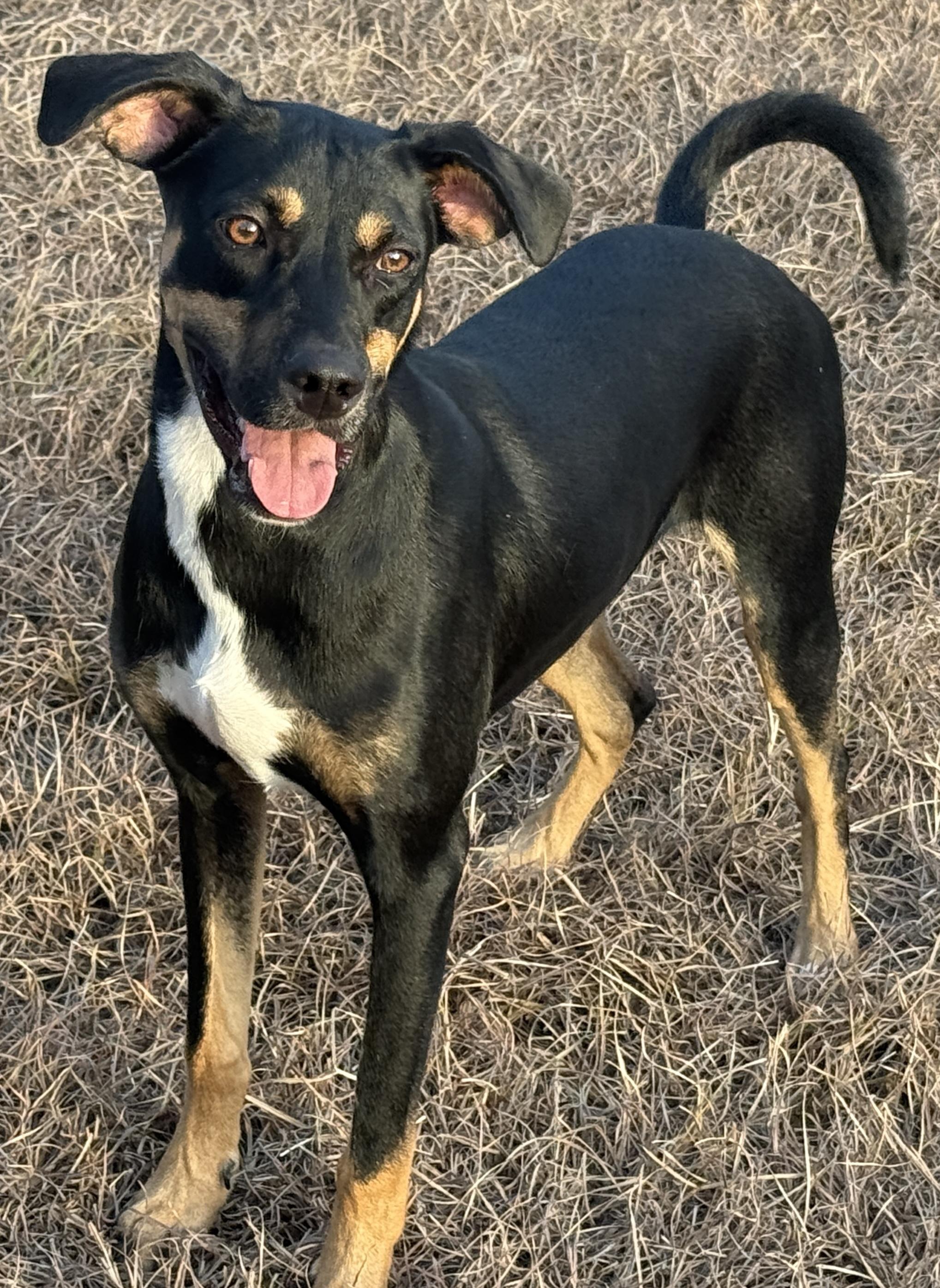 Enlarge Oakley-I've grown up here at the rescue, a Adoptable mixed breed in San Antonio, TX image 2/6