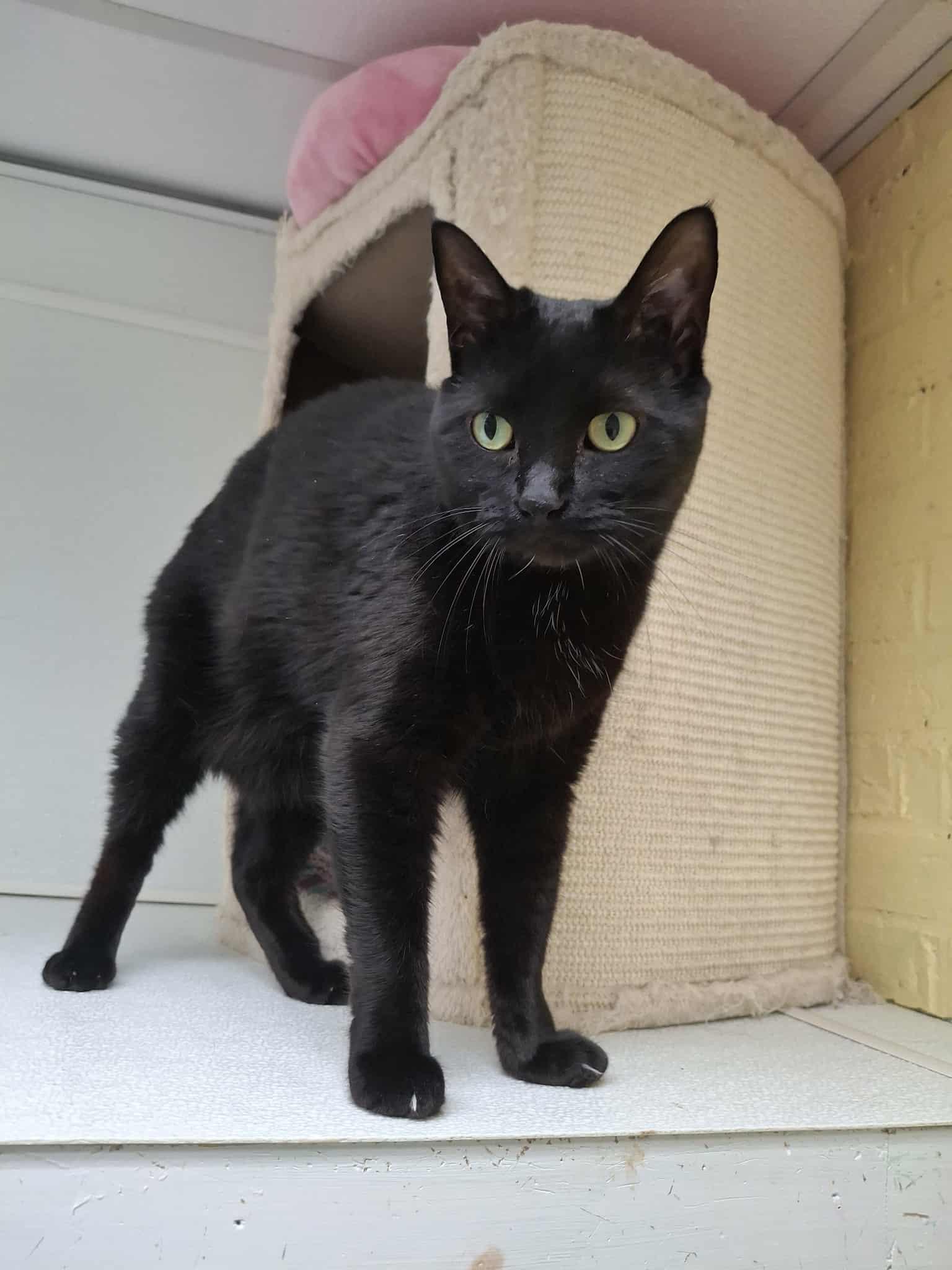 Taran aka Pepper, a Adoptable Domestic Short Hair in Gonic, NH image 1/3