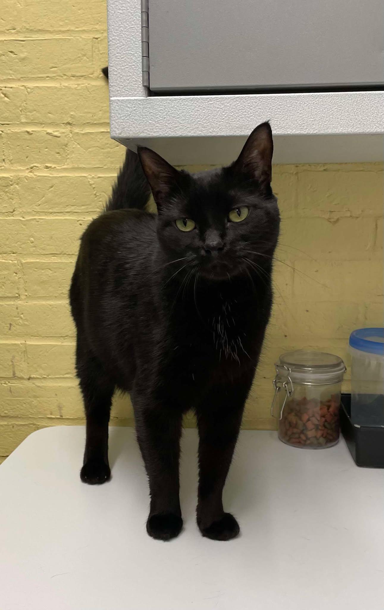 Taran aka Pepper, a Adoptable Domestic Short Hair in Gonic, NH image 2/3