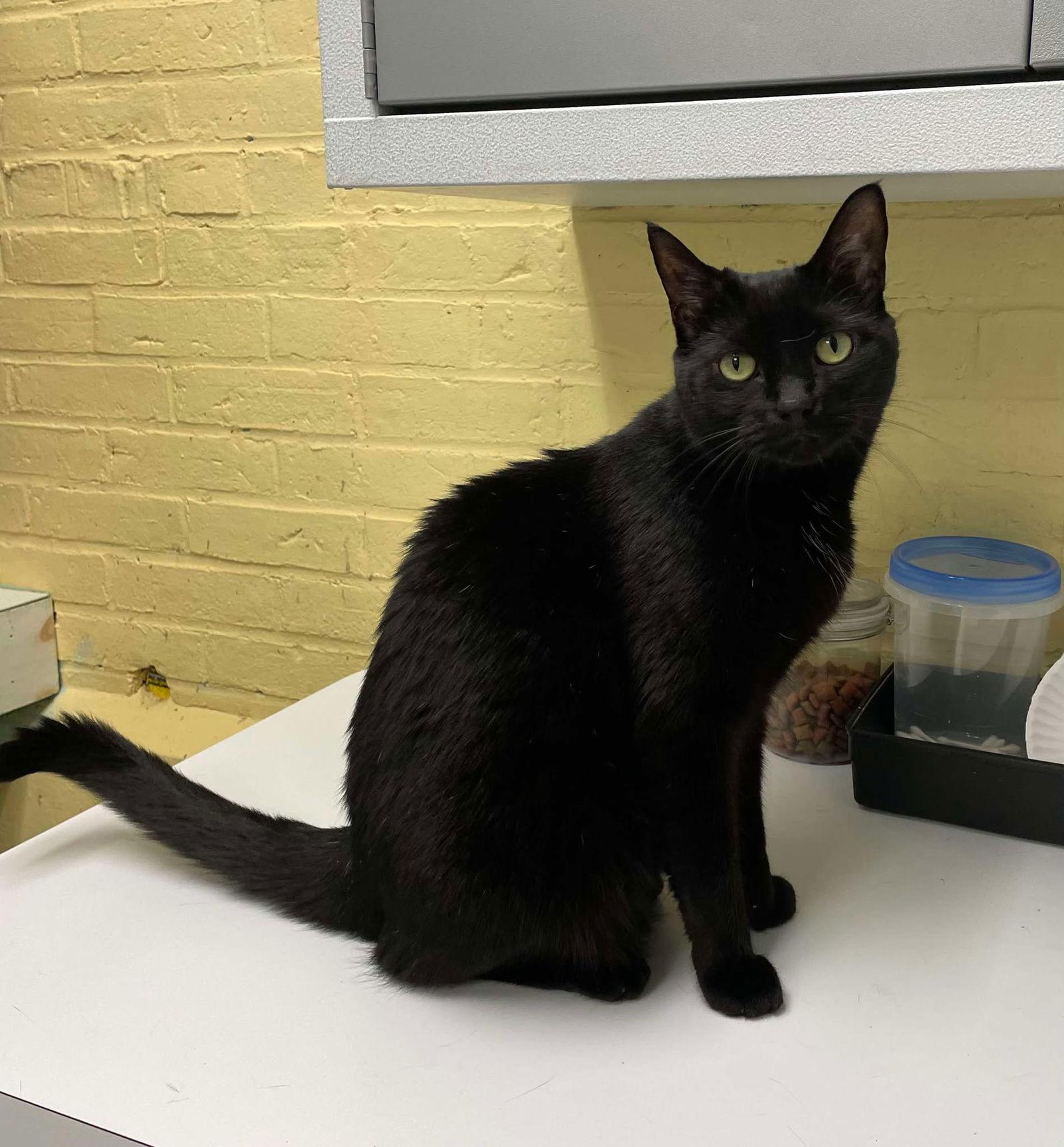 Taran aka Pepper, a Adoptable Domestic Short Hair in Gonic, NH image 3/3