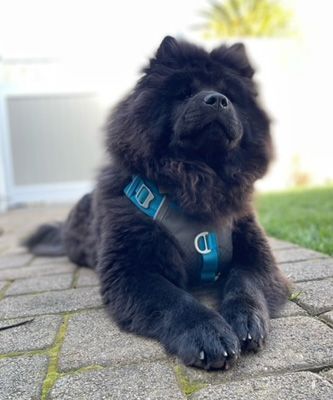 Nellie, a Adoptable Chow Chow in Santa Paula, CA image 1/5