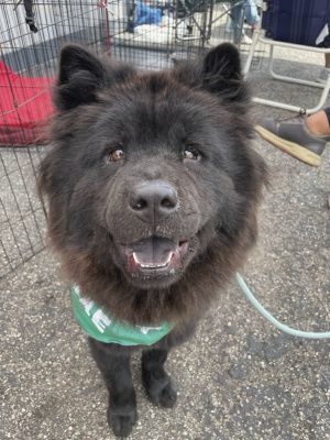 Nellie, a Adoptable Chow Chow in Santa Paula, CA image 2/5