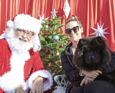 Nellie, Adoptable, Young Female Chow Chow.