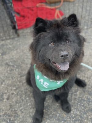 Nellie, a Adoptable Chow Chow in Santa Paula, CA image 4/5