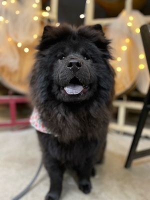 Nellie, a Adoptable Chow Chow in Santa Paula, CA image 5/5