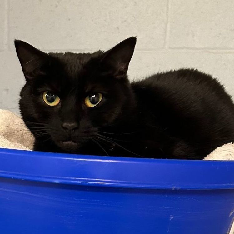 Enlarge Gigi, a Adoptable Domestic Short Hair in Carneys Point, NJ image 3/3