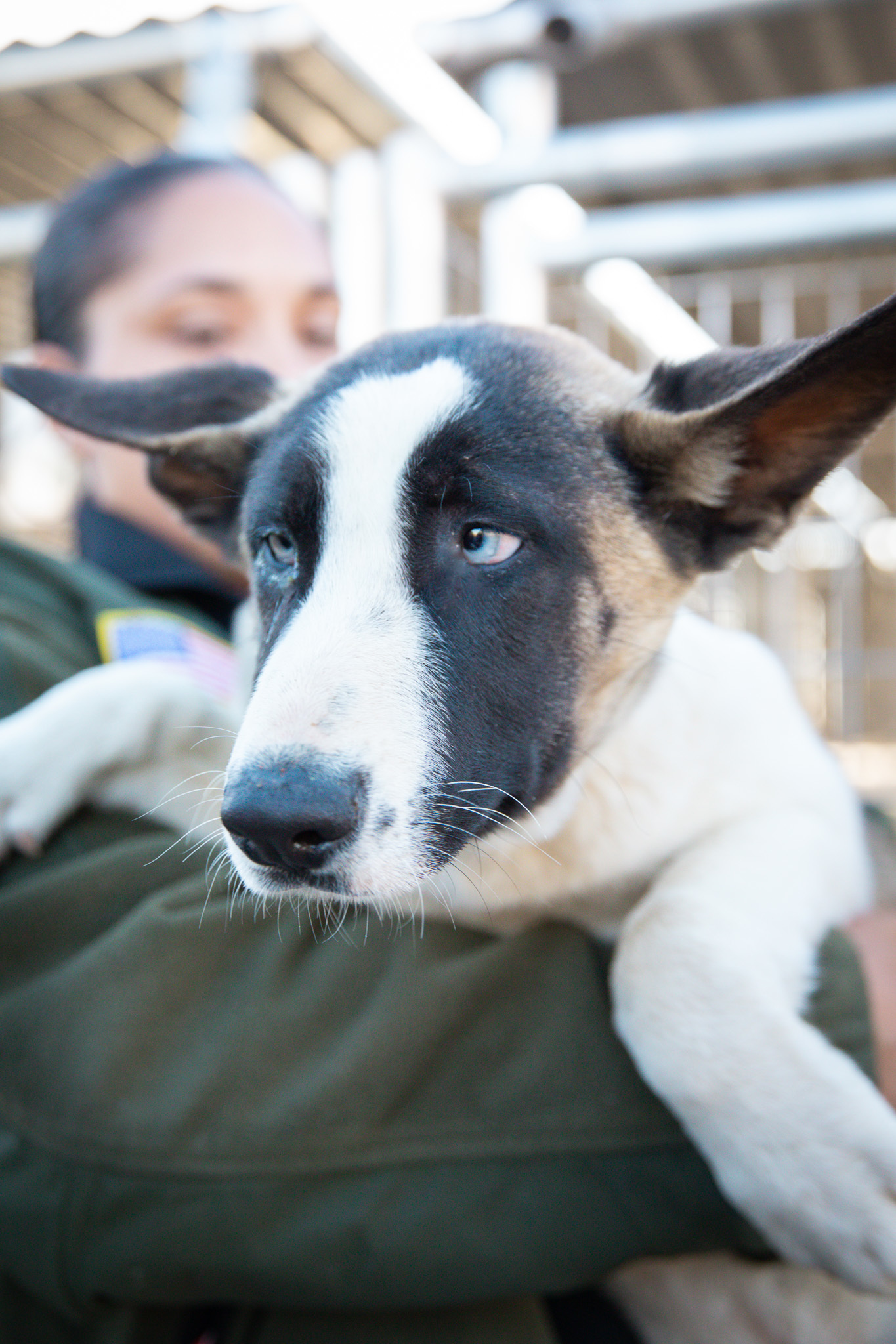 Enlarge Pickle (1353), a Adopted mixed breed in Victorville, CA image 1/1