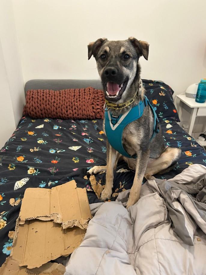 Enlarge Mavi, a Adoptable mixed breed in Mississauga, ON image 4/6