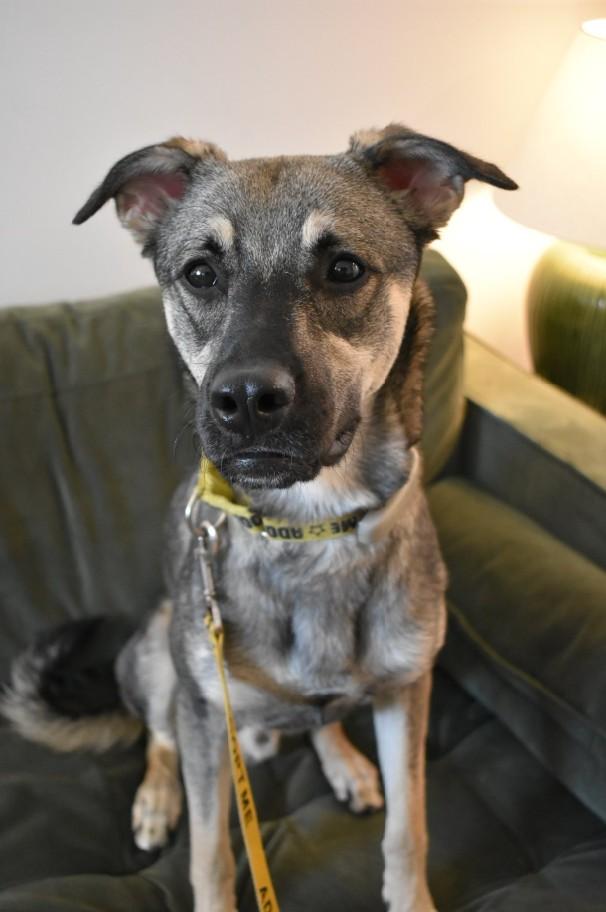 Enlarge Mavi, a Adoptable mixed breed in Mississauga, ON image 5/6