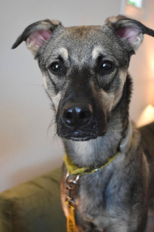 Enlarge Mavi, a Adoptable mixed breed in Mississauga, ON image 3/6