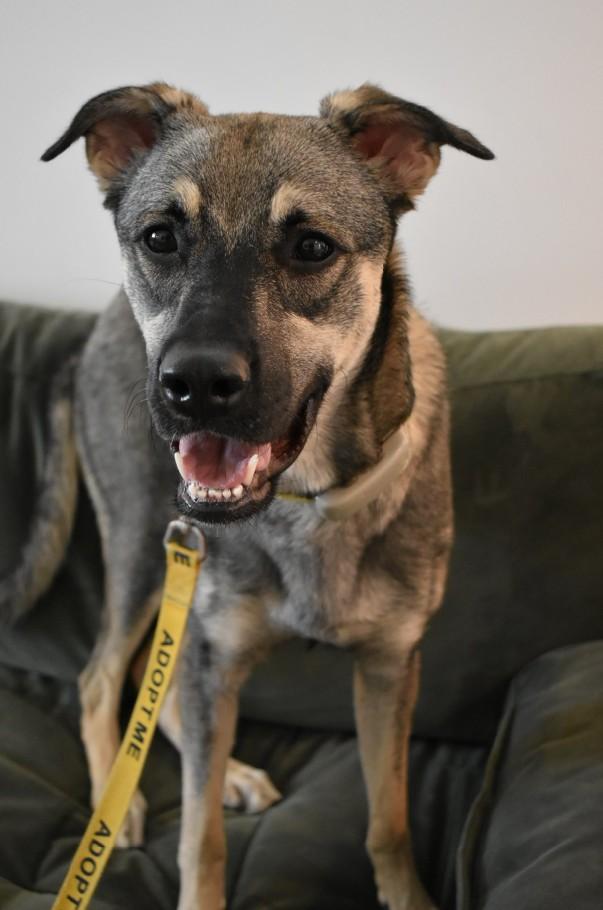 Enlarge Mavi, a Adoptable mixed breed in Mississauga, ON image 2/6