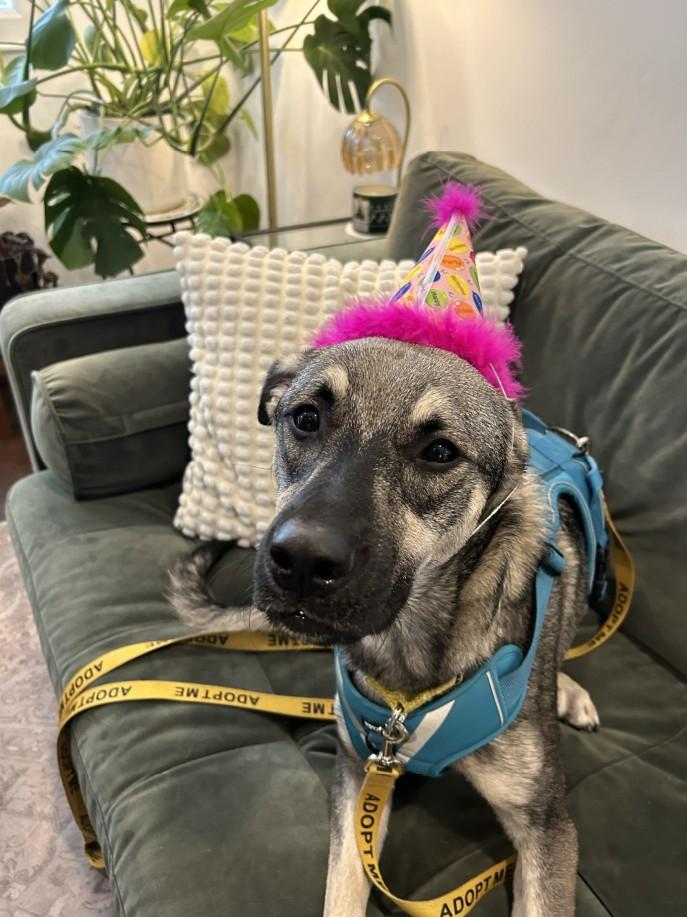 Enlarge Mavi, a Adoptable mixed breed in Mississauga, ON image 6/6