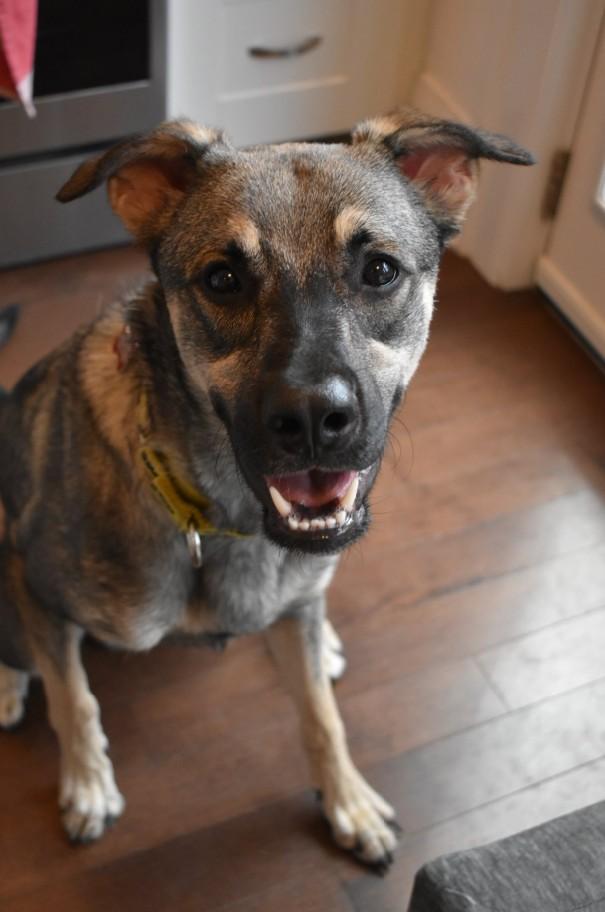 Enlarge Mavi, a Adoptable mixed breed in Mississauga, ON image 1/6