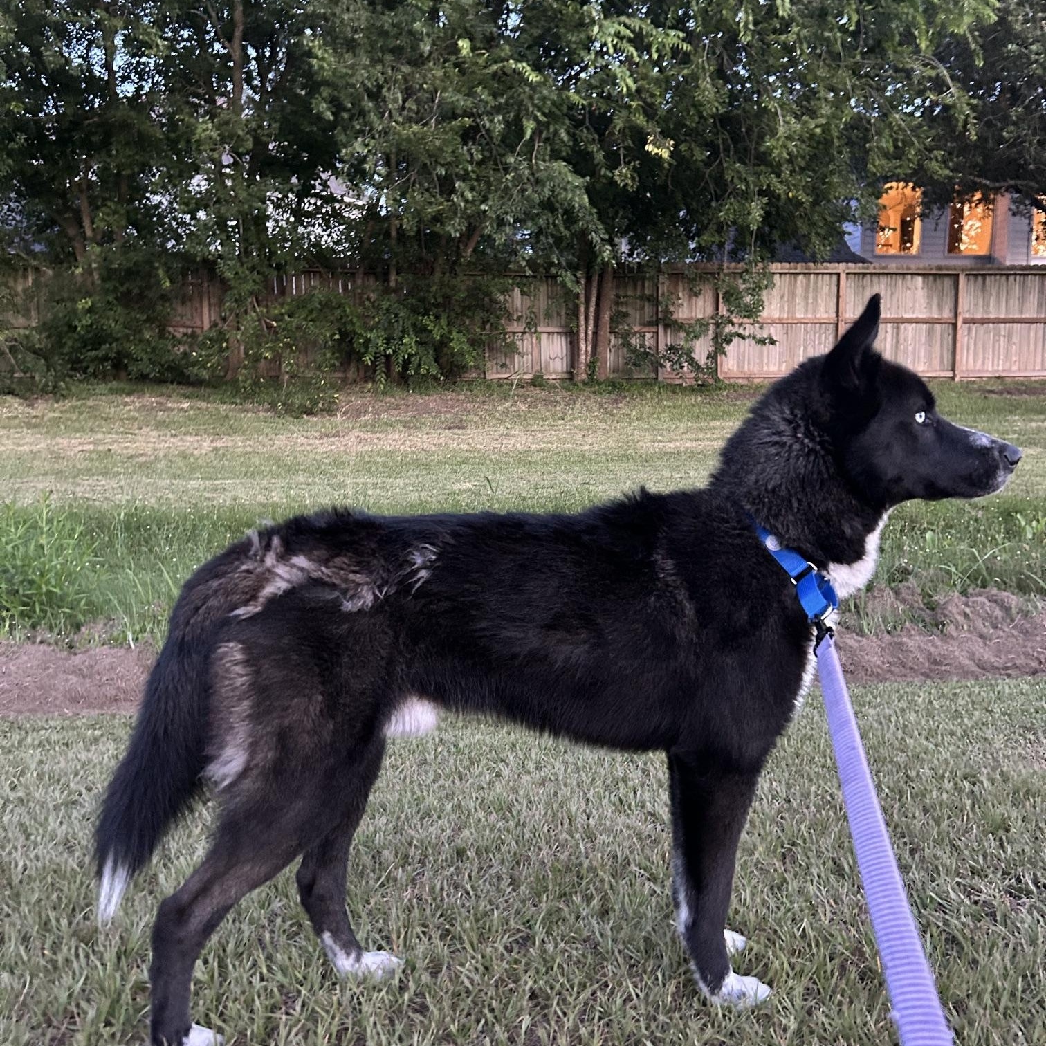 Trooper, a Adoptable mixed breed in Bellevue, WA image 3/6