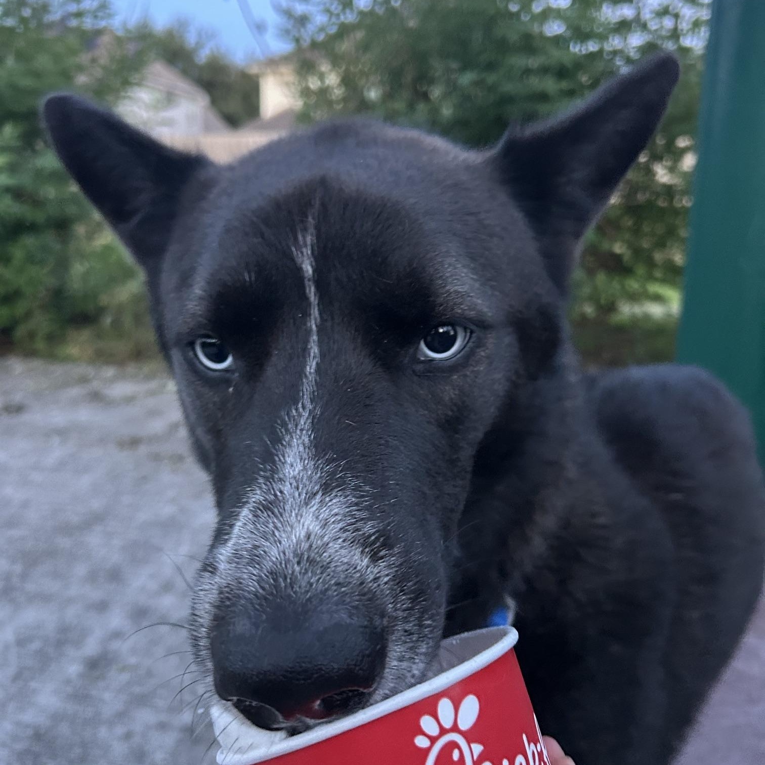 Trooper, a Adoptable mixed breed in Bellevue, WA image 5/6