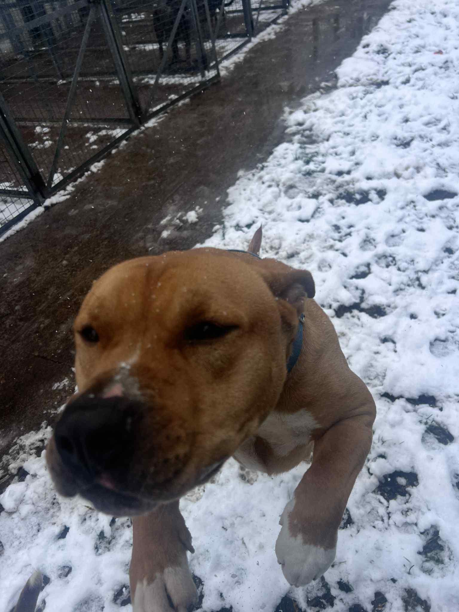 Burris, a Adoptable mixed breed in Richmond Hill, ON image 3/5