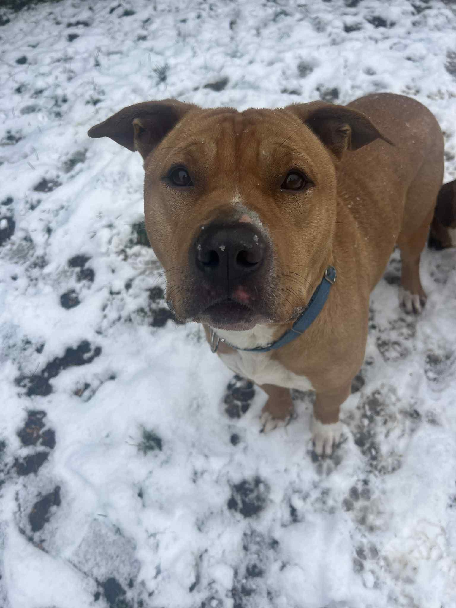 Burris, a Adoptable mixed breed in Richmond Hill, ON image 5/5