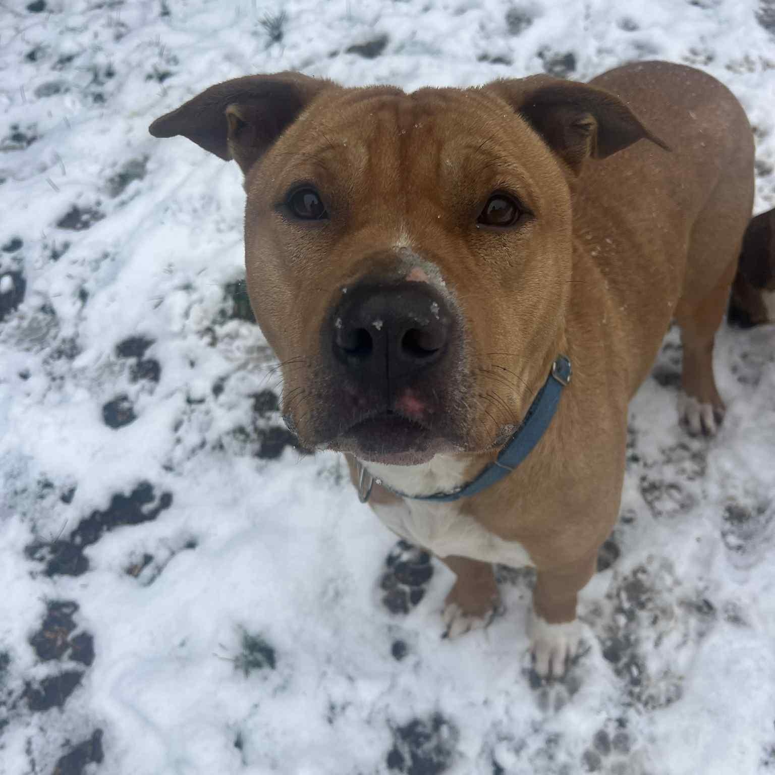 Enlarge Burris (& Mya Bonded pair) , a Adoptable mixed breed in Richmond Hill, ON image 1/5