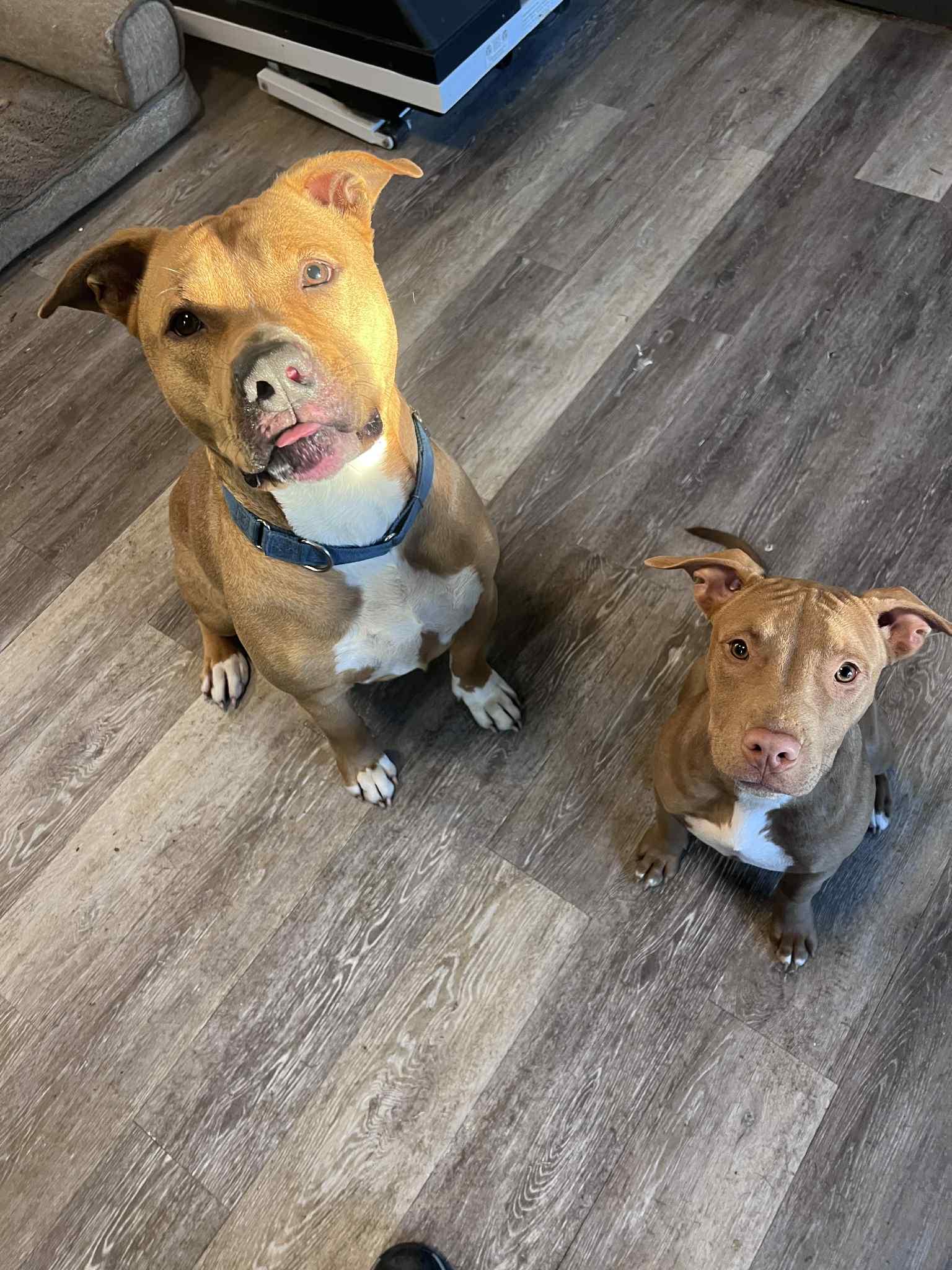 Burris, a Adoptable mixed breed in Richmond Hill, ON image 4/5