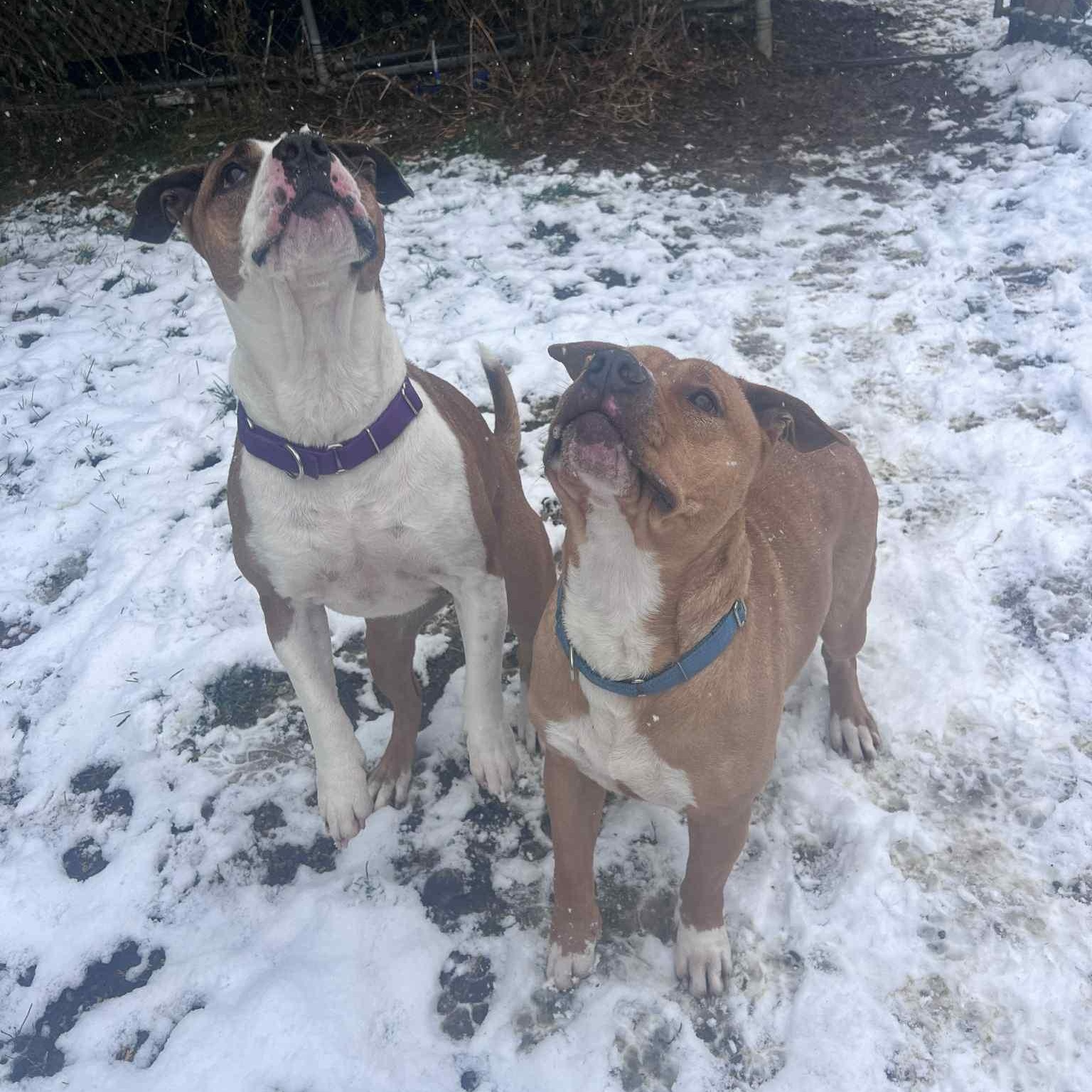 Burris, a Adoptable mixed breed in Richmond Hill, ON image 2/5