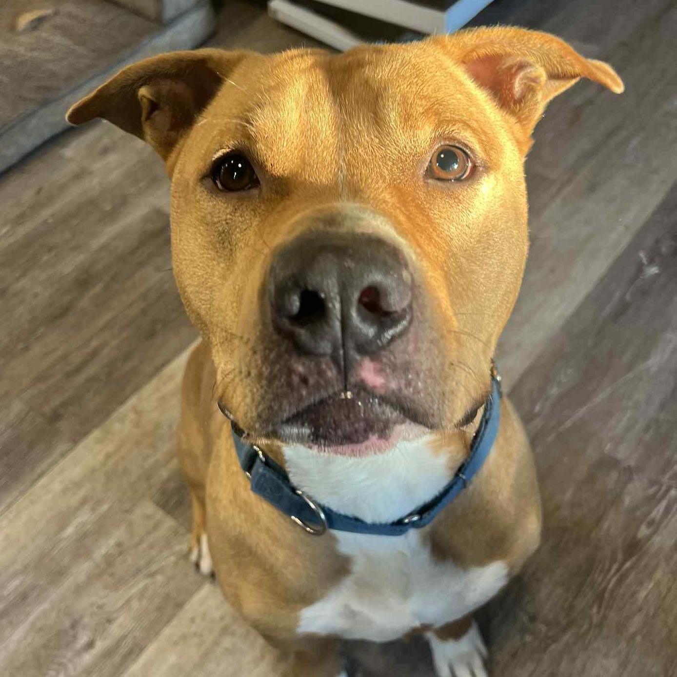 Burris, a Adoptable mixed breed in Richmond Hill, ON image 1/5