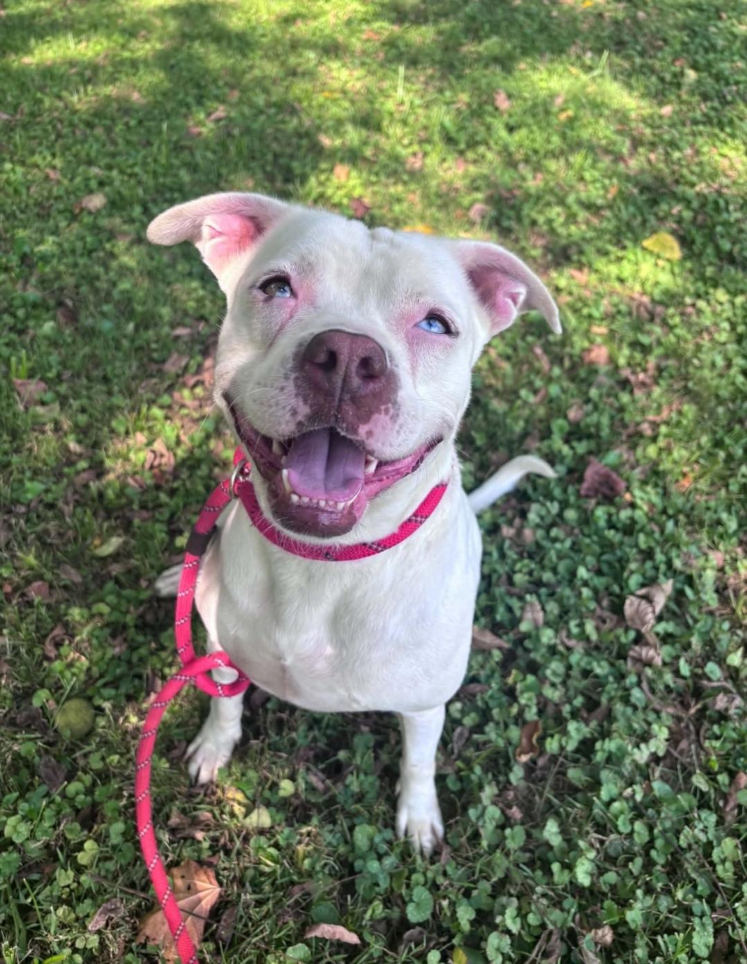 Enlarge Norma, a Adoptable mixed breed in Millfield, OH image 2/4
