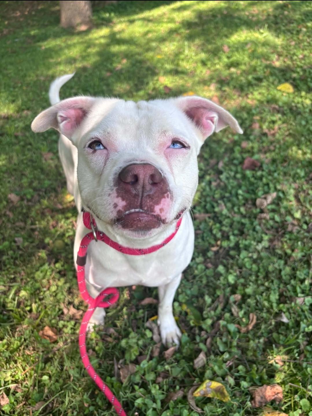 Enlarge Norma, a Adoptable mixed breed in Millfield, OH image 4/4