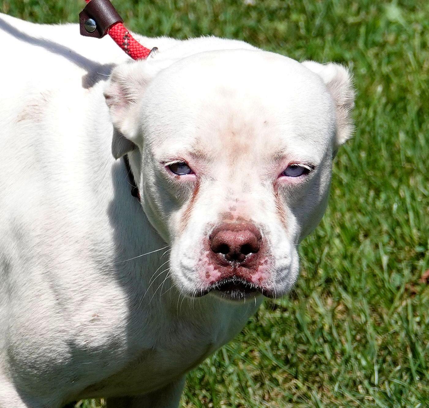 Norma, a ADOPTABLE mixed breed in Millfield, OH image 1/2