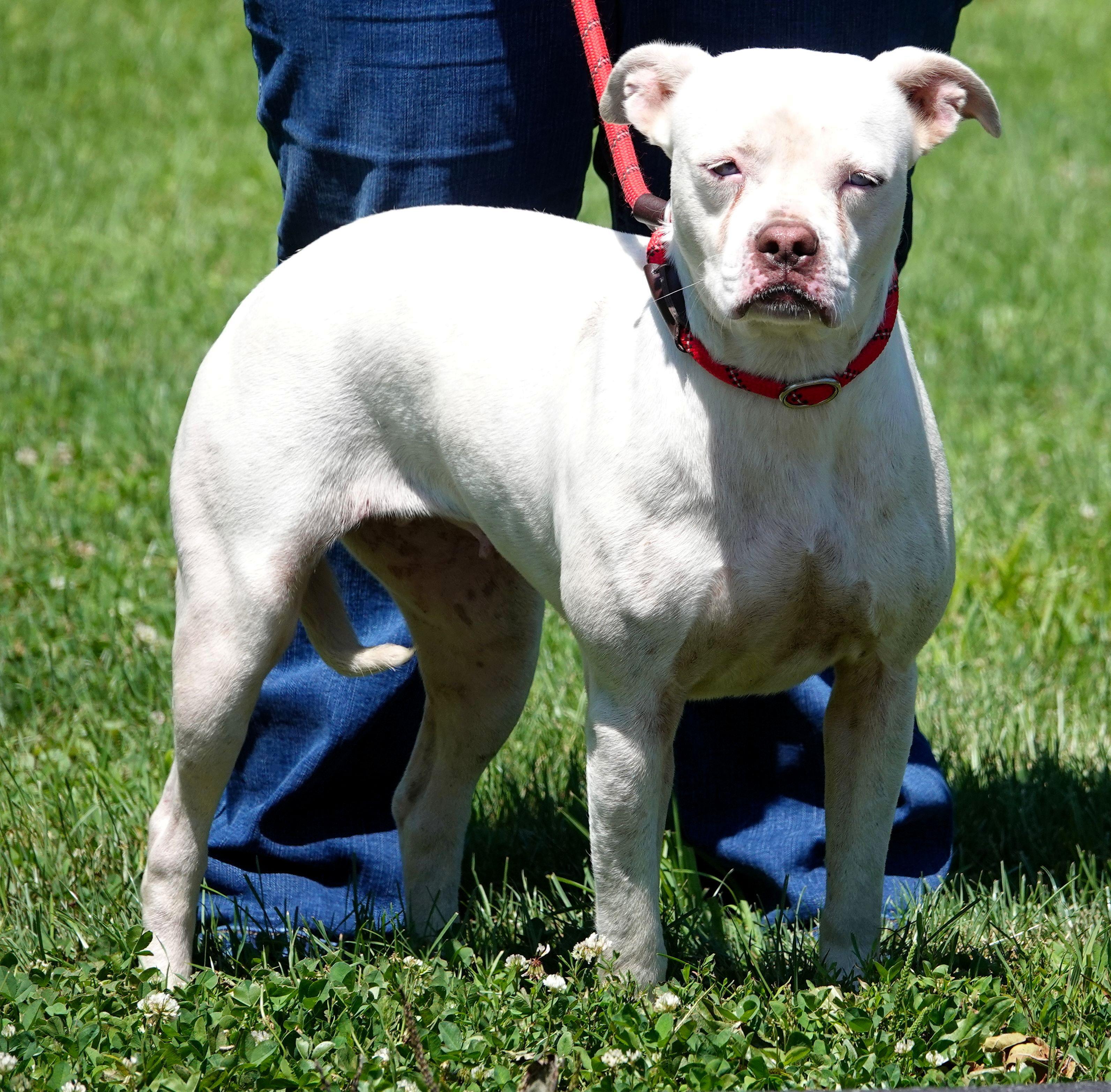 Norma, a ADOPTABLE mixed breed in Millfield, OH image 2/2