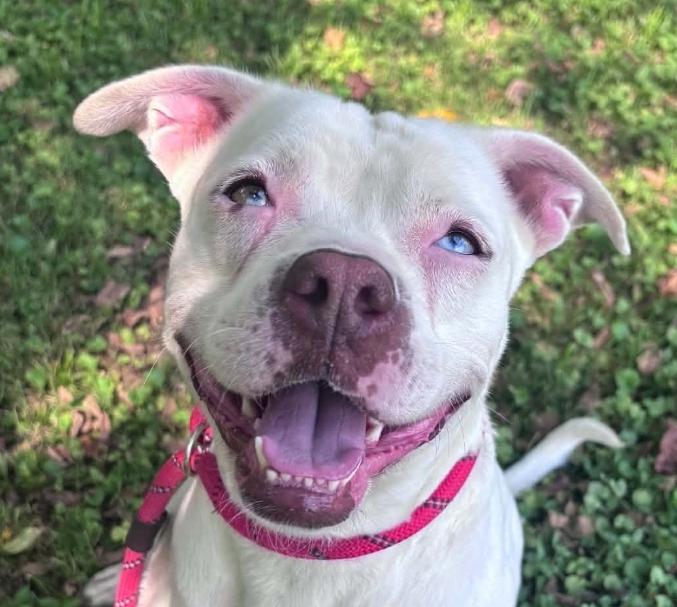 Norma, Adoptable, Adult Female Terrier.
