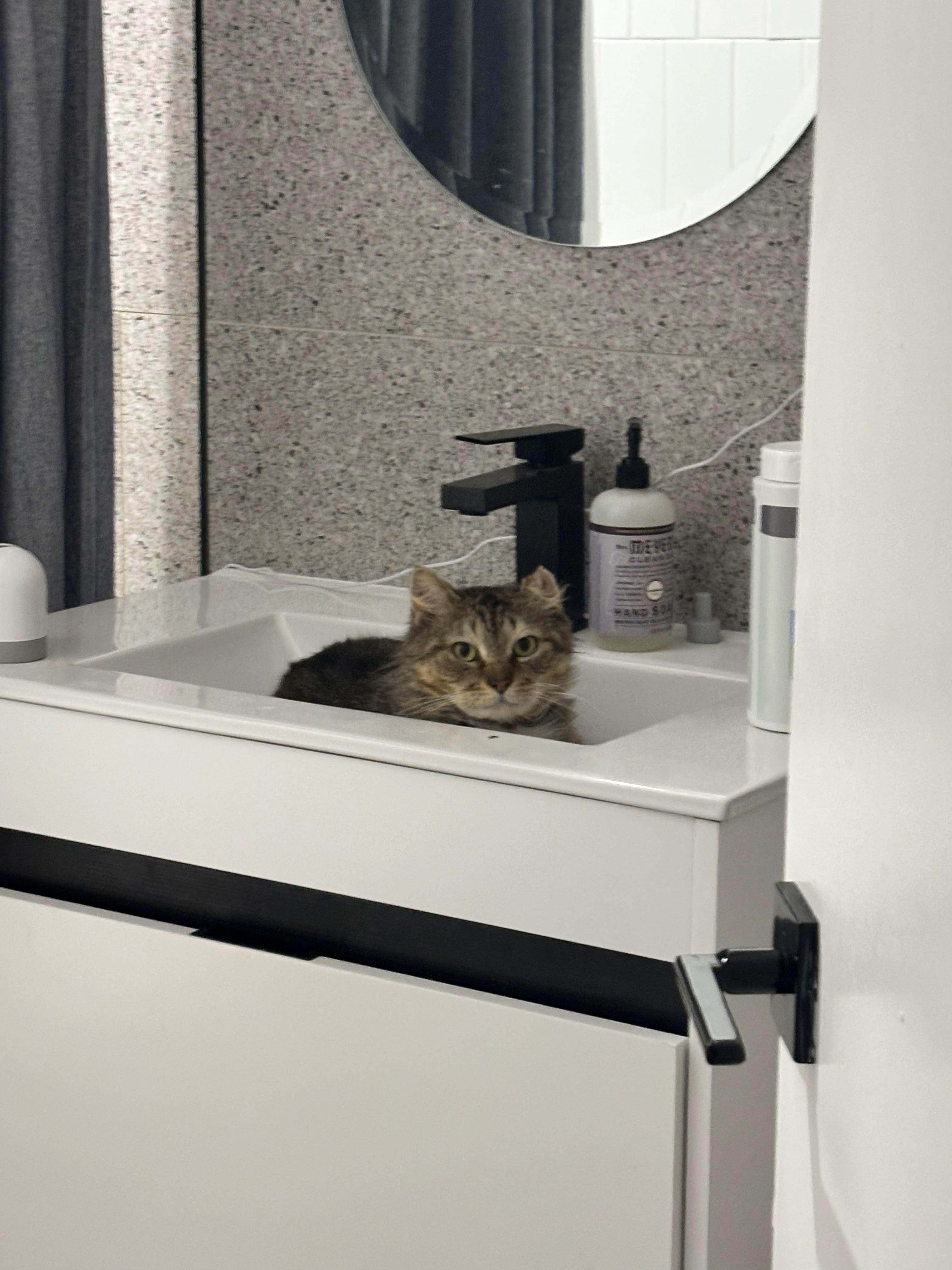 Rocco, a ADOPTABLE Domestic Medium Hair in brooklyn, NY image 6/6