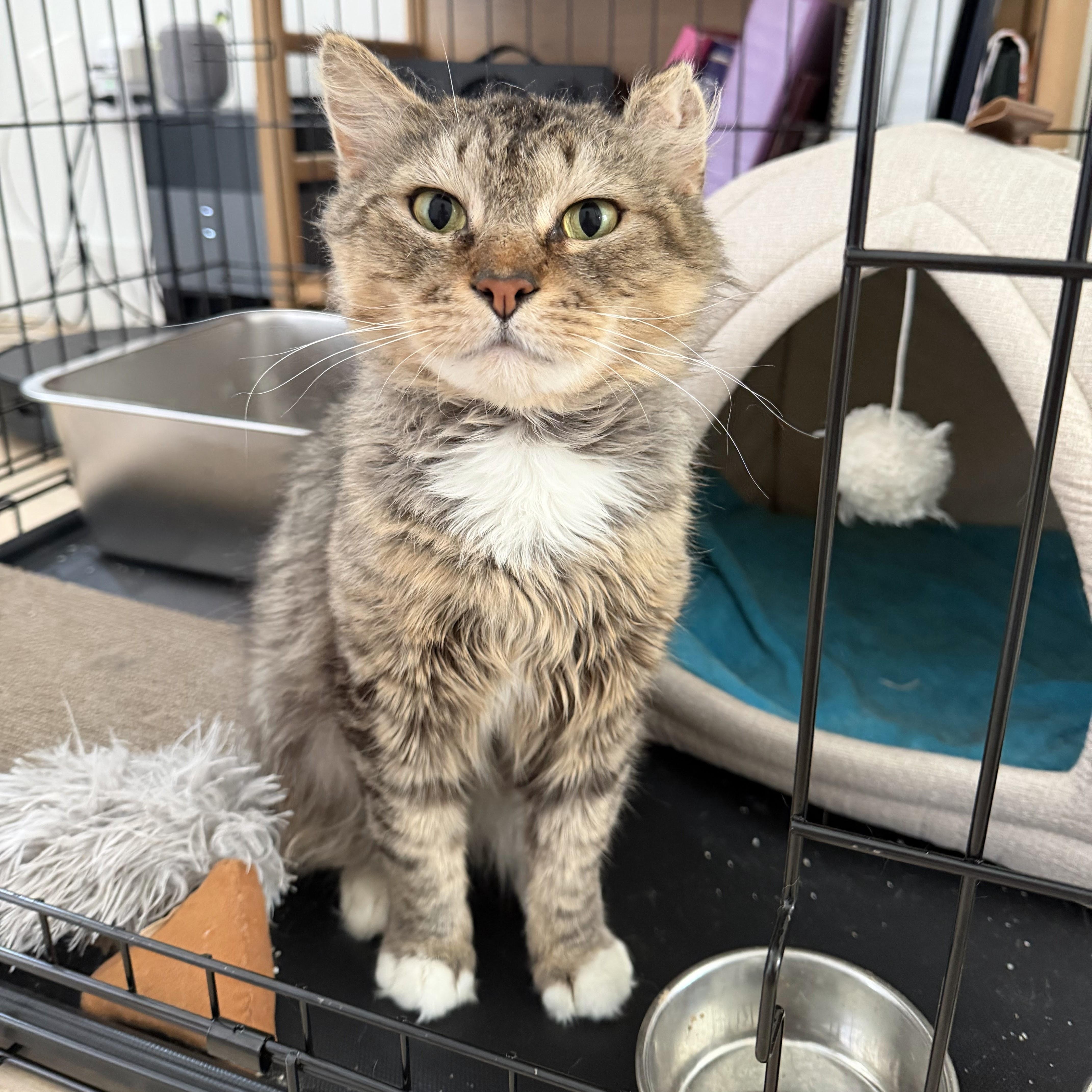 Rocco, ADOPTABLE, Adult Male Domestic Medium Hair.