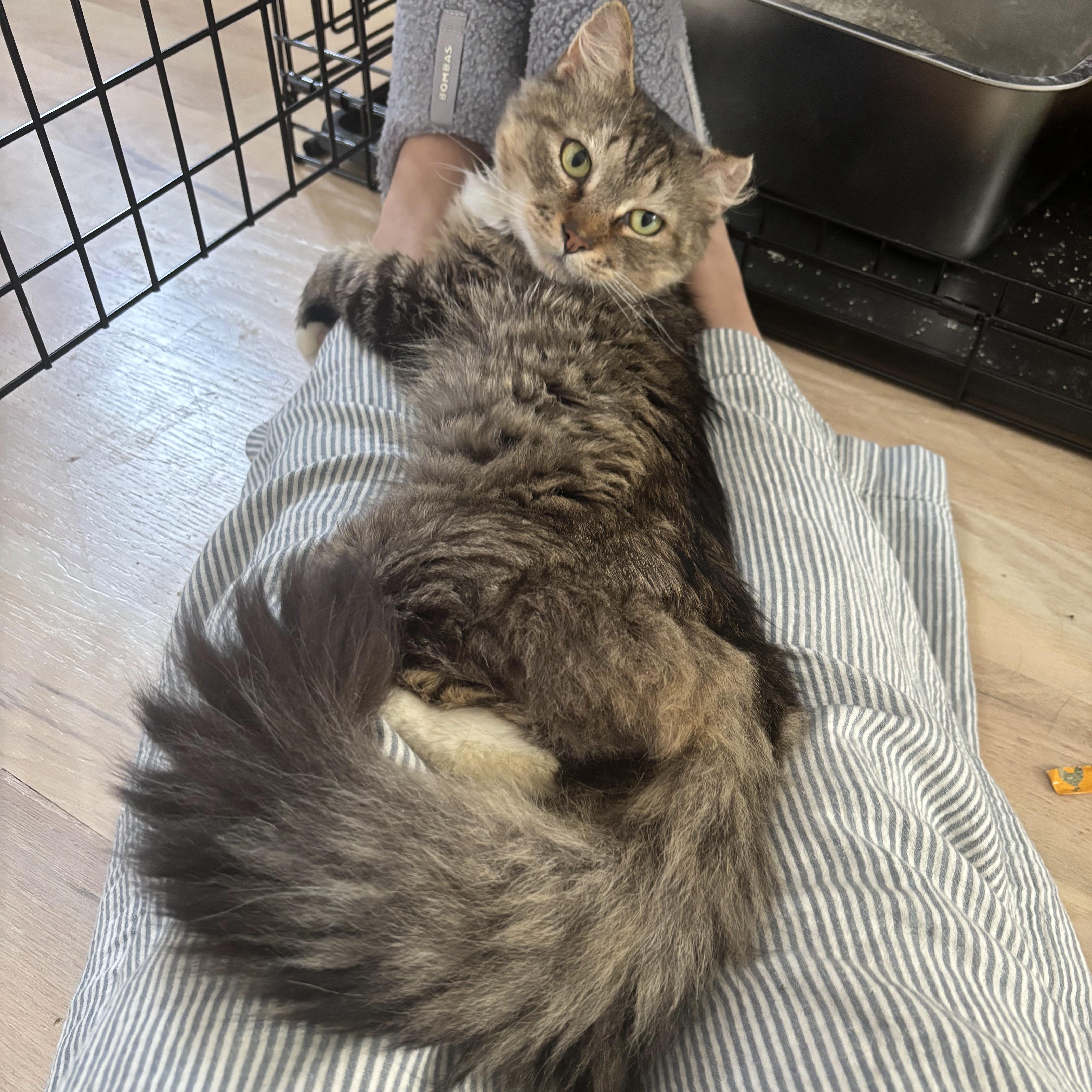 Rocco, a ADOPTABLE Domestic Medium Hair in brooklyn, NY image 3/6