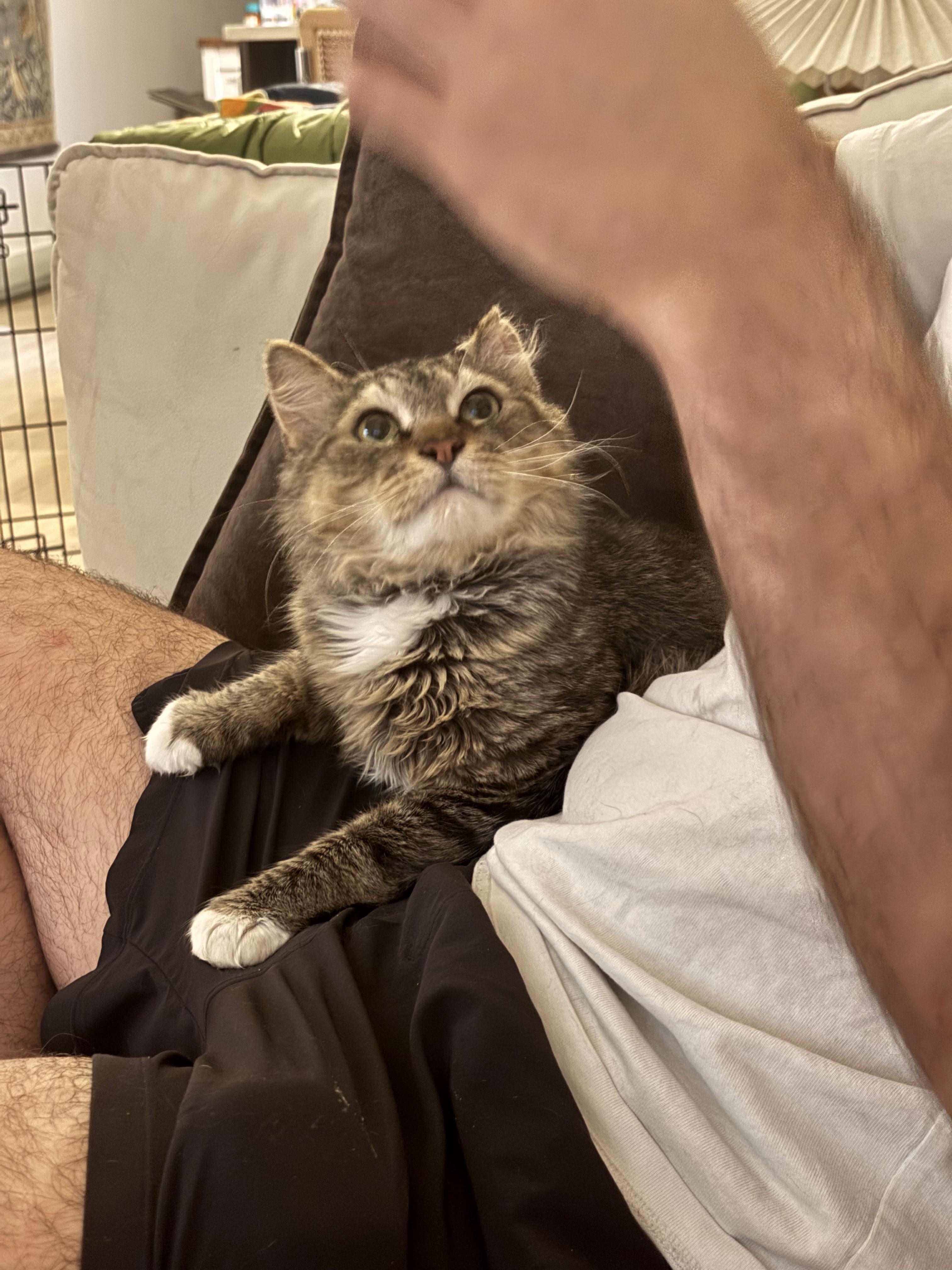 Rocco, a ADOPTABLE Domestic Medium Hair in brooklyn, NY image 4/6