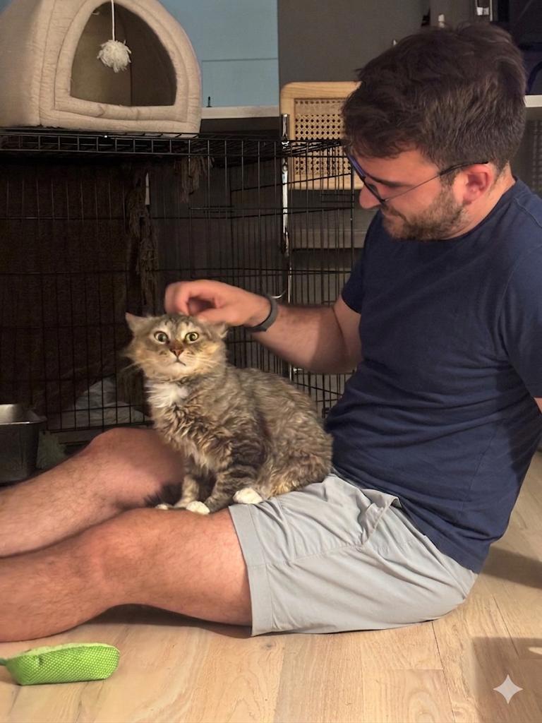 Rocco, a ADOPTABLE Domestic Medium Hair in brooklyn, NY image 5/6