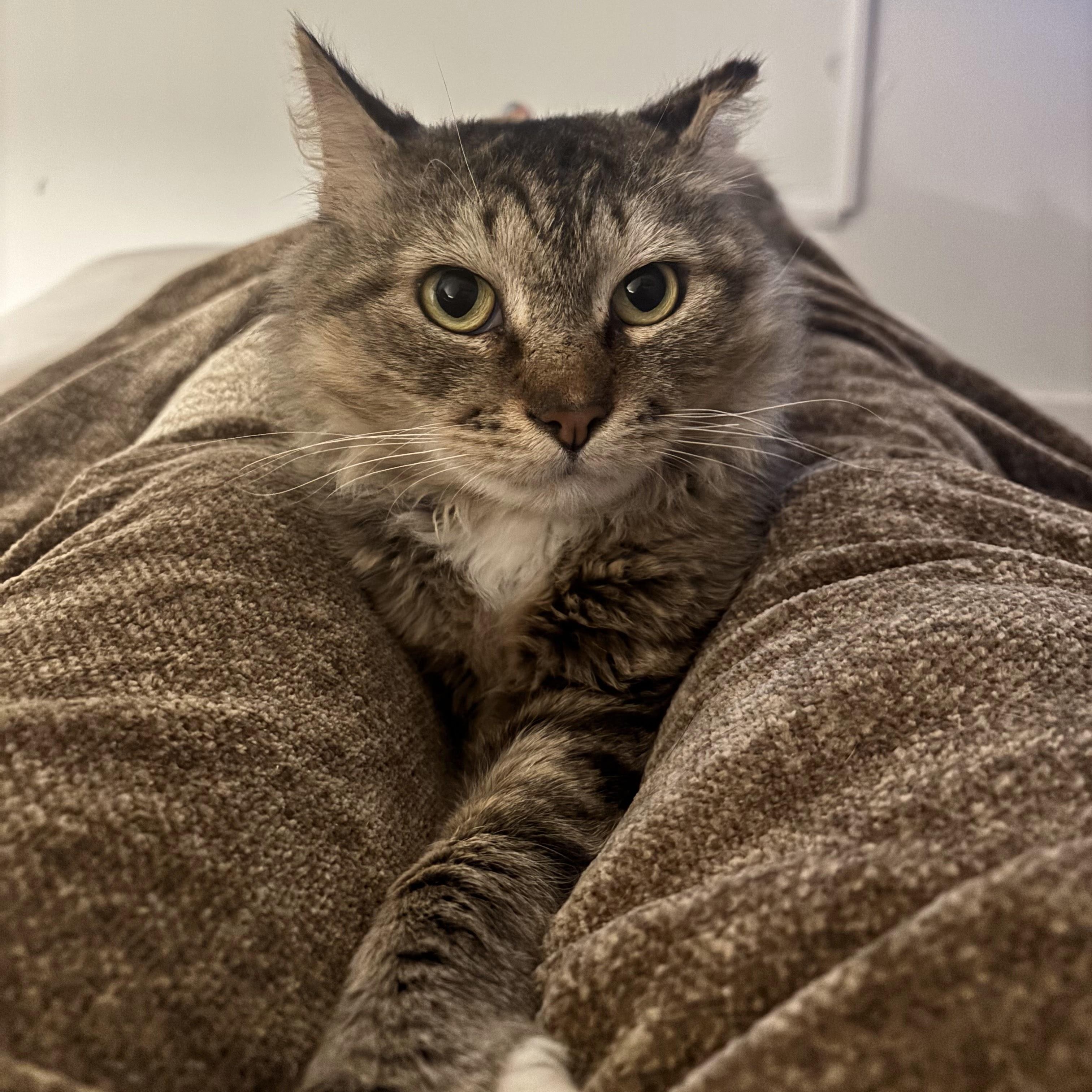 Rocco, a ADOPTABLE Domestic Medium Hair in brooklyn, NY image 2/6