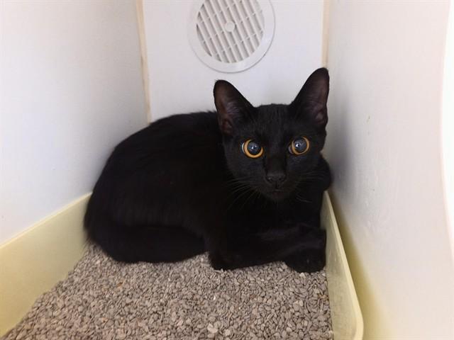 MINERVA, Adoptable, Young Female Domestic Short Hair.