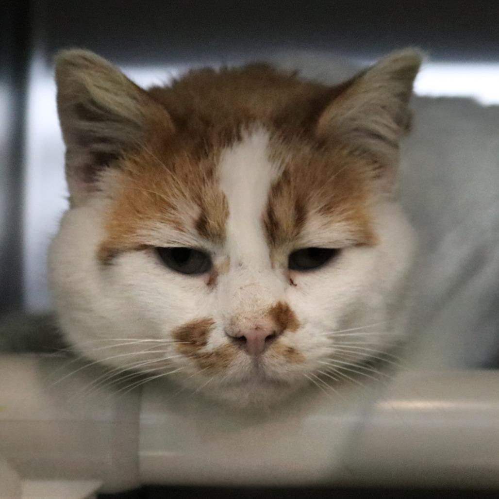 Enlarge Ludo, a Adoptable Domestic Short Hair in Saint Cloud, MN image 1/6