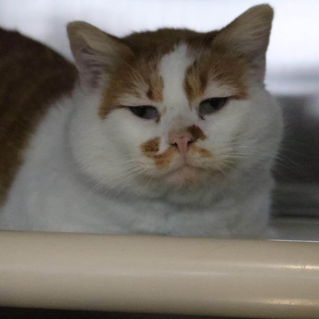 Enlarge Ludo, a Adoptable Domestic Short Hair in Saint Cloud, MN image 2/6